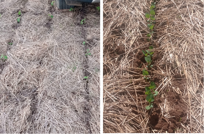 PROTEGENDO SUA SEMENTE, EM RELÇÃO AO PODER GERMINATIVO E VIGOR.